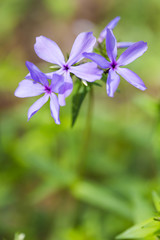 Phlox divaricata laphamii