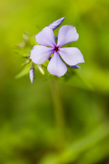 Phlox divaricata laphamii