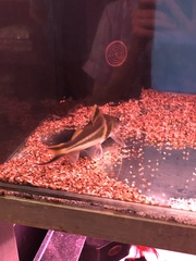 Pimelodus ornatus