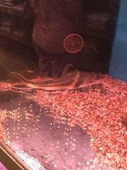 Pimelodus ornatus
