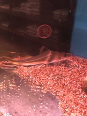 Pimelodus ornatus