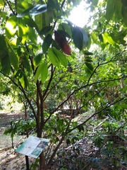 Cynometra cauliflora