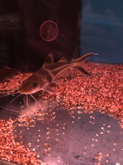 Pimelodus ornatus