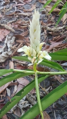 Alpinia oxymitra