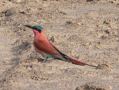 Merops nubicoides