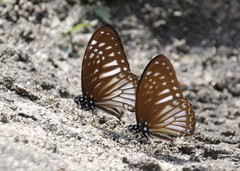 Graphium ramaceus pendleburyi