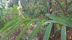 Alpinia oxymitra