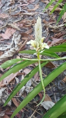 Alpinia oxymitra