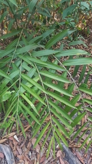 Alpinia oxymitra