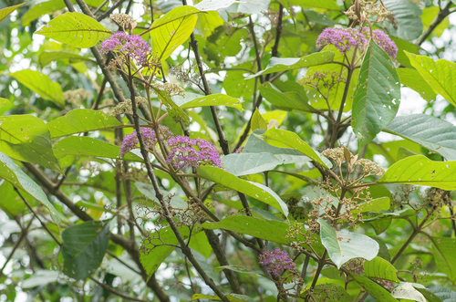 Beautyberry Tree (Callicarpa arborea)