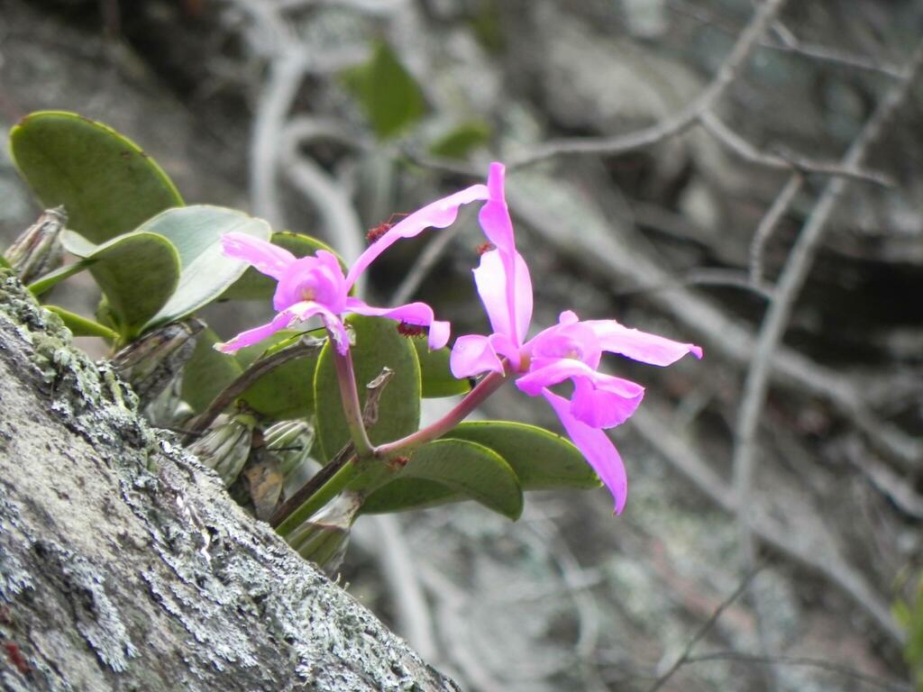Cattleya nobilior