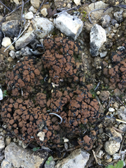 Clavascidium lacinulatum