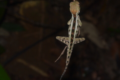 Enyalius catenatus
