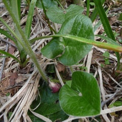 Asarum lemmonii