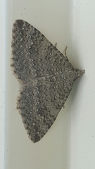 Helastia corcularia