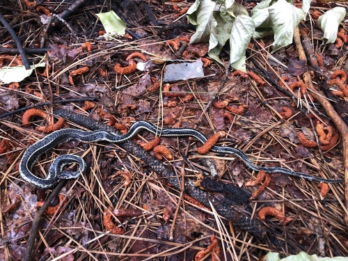 iNaturalist observation photo of Mountain Garter Snake