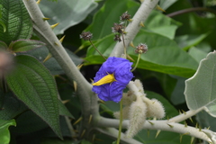 Solanum crinitum