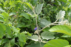 Solanum crinitum