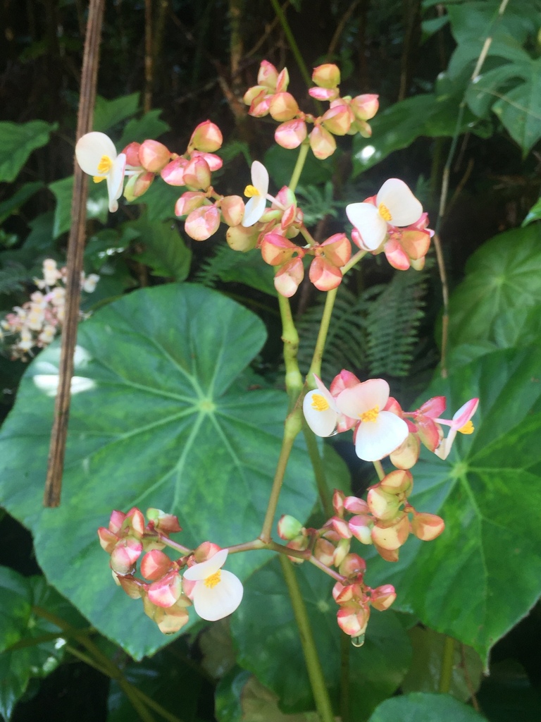 Begonia acutiloba