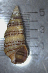 Cerithium zebrum