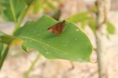 Hesperiinae