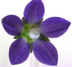 Wahlenbergia violacea