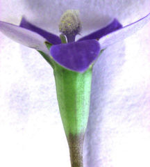 Wahlenbergia violacea
