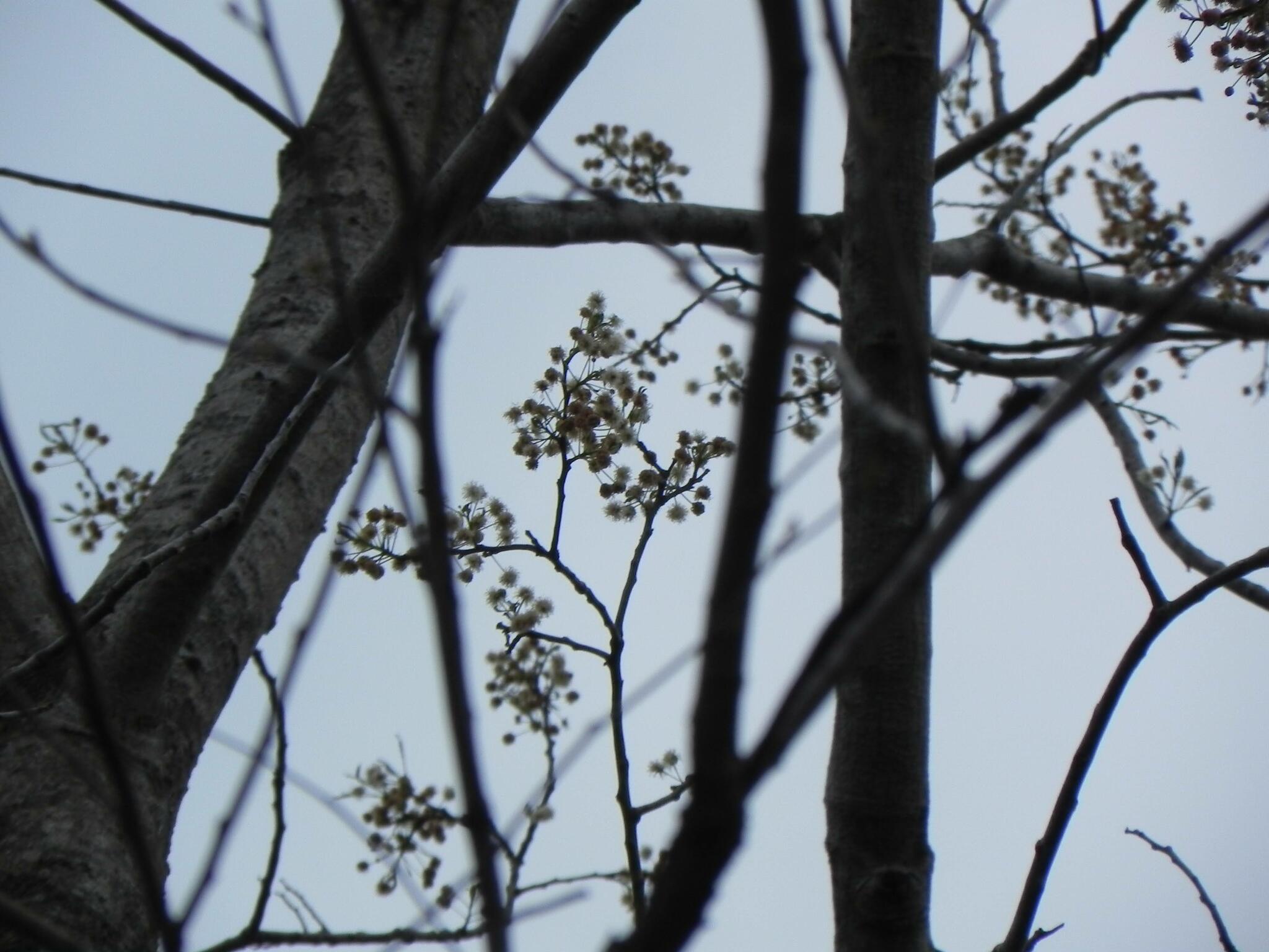 Anadenanthera falcata