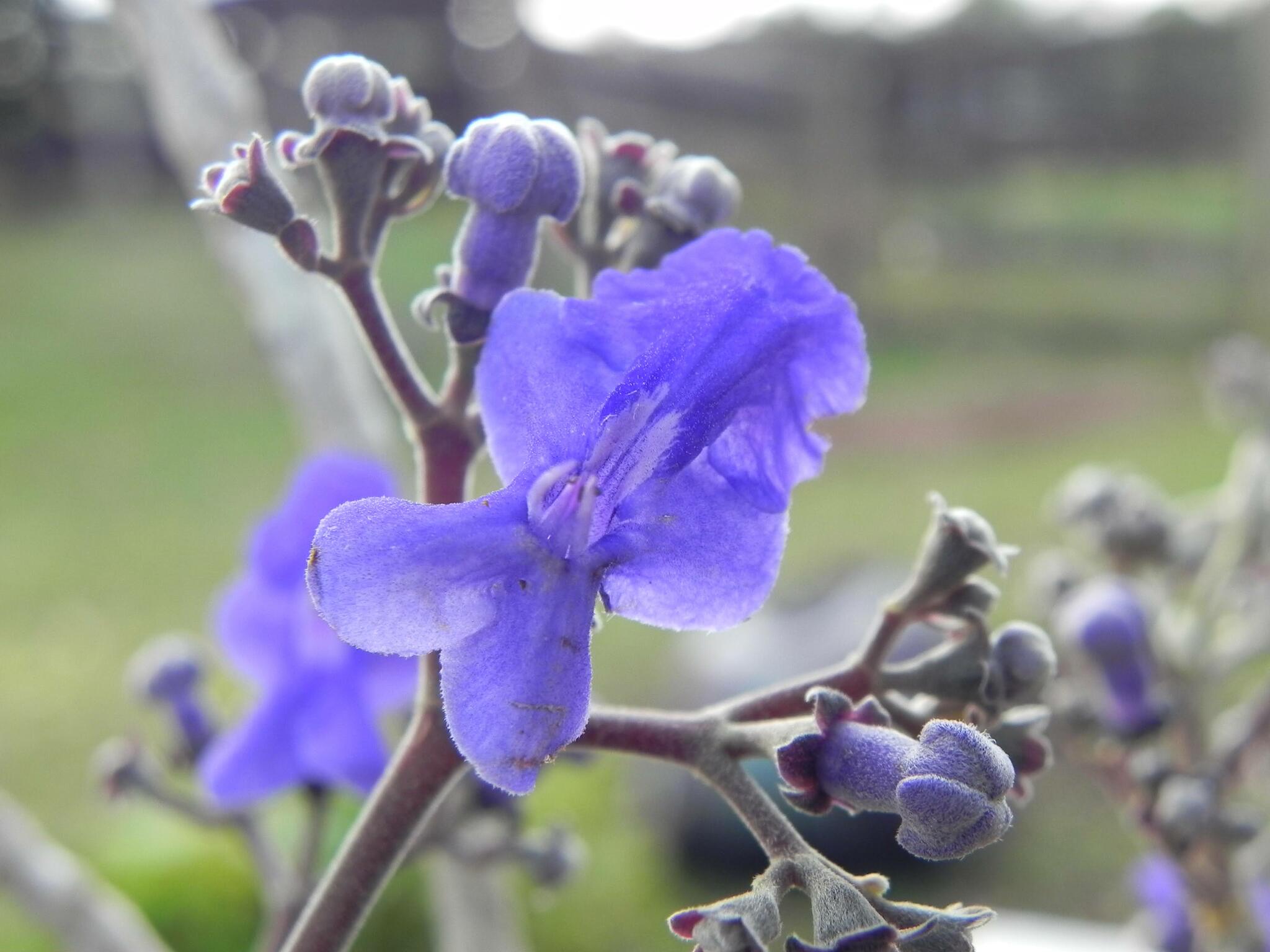 Imagem de Tarumã-do-cerrado