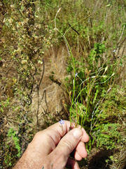 Wahlenbergia violacea