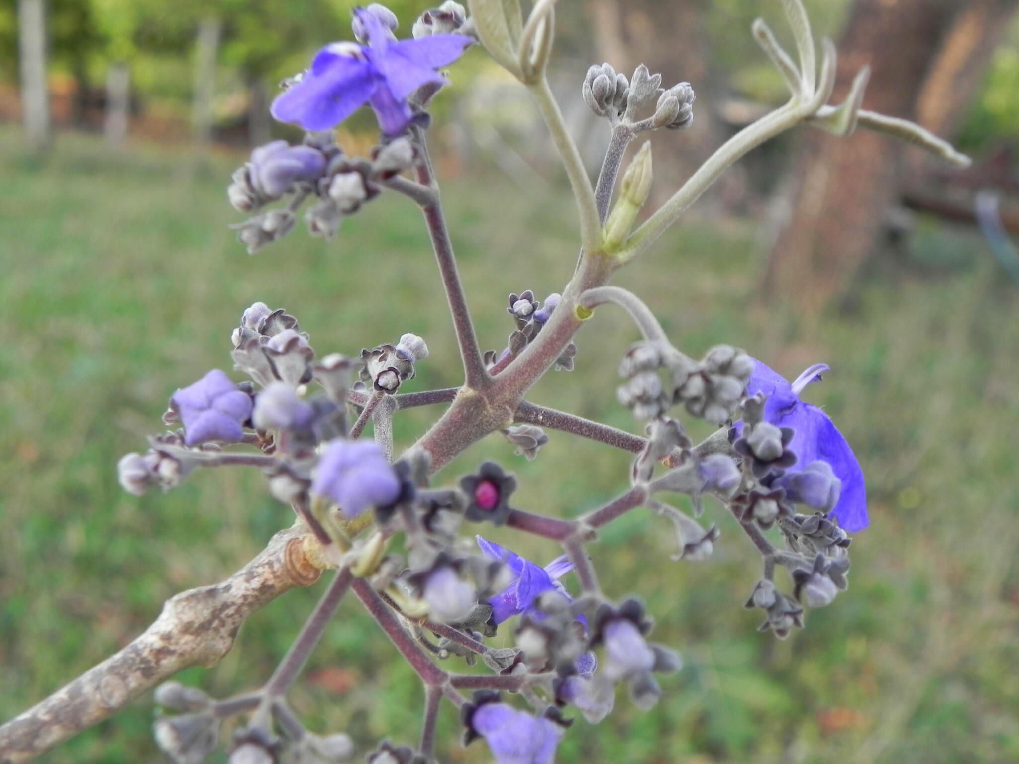 Imagem de Tarumã-do-cerrado