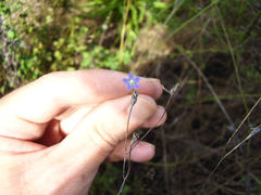 Wahlenbergia violacea