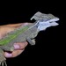 Basiliscus basiliscus basiliscus - Photo (c) Felipe Barrera Ocampo, some rights reserved (CC BY-NC), uploaded by Felipe Barrera Ocampo