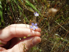Wahlenbergia violacea