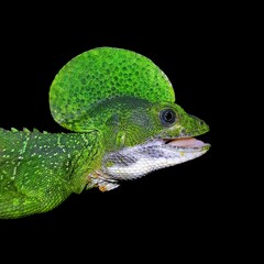 Western Basilisk photo 2