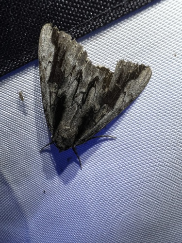 Angus’ Underwing photo 4