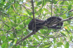 Corallus ruschenbergerii