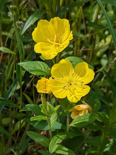 Oenothera pilosella