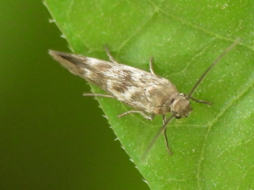 Banded Scythris Moth photo 3