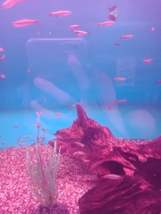 Tanichthys albonubes