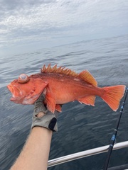 Pink Rockfish photo 2