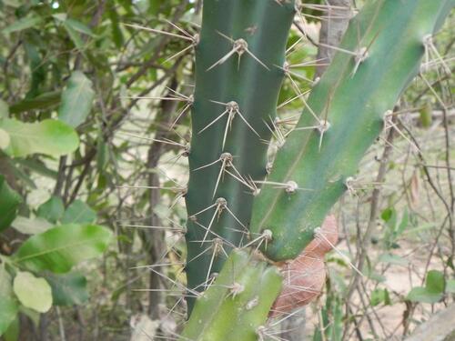 Cereus phatnospermus (Cereus phatnospermus)