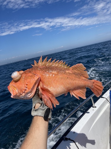 Pink rockfish (Sebastes eos) — Sebastidae — 5