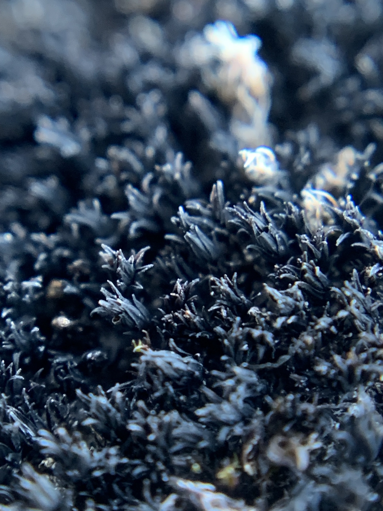 Schistidium crassithecium