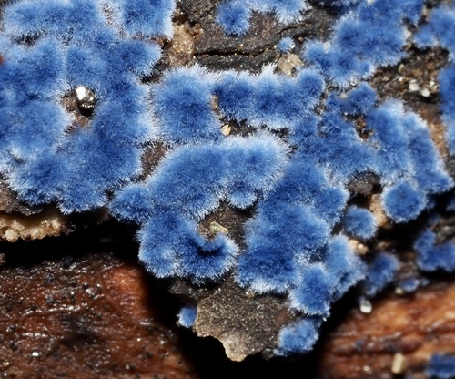 Cobalt Crust