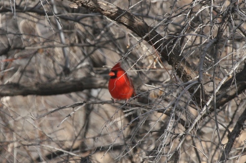Northern Cardinal photographed in New Mexico