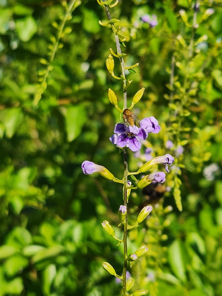 skyflower in September 2023 by Brittany. At Splashway, native to Texas