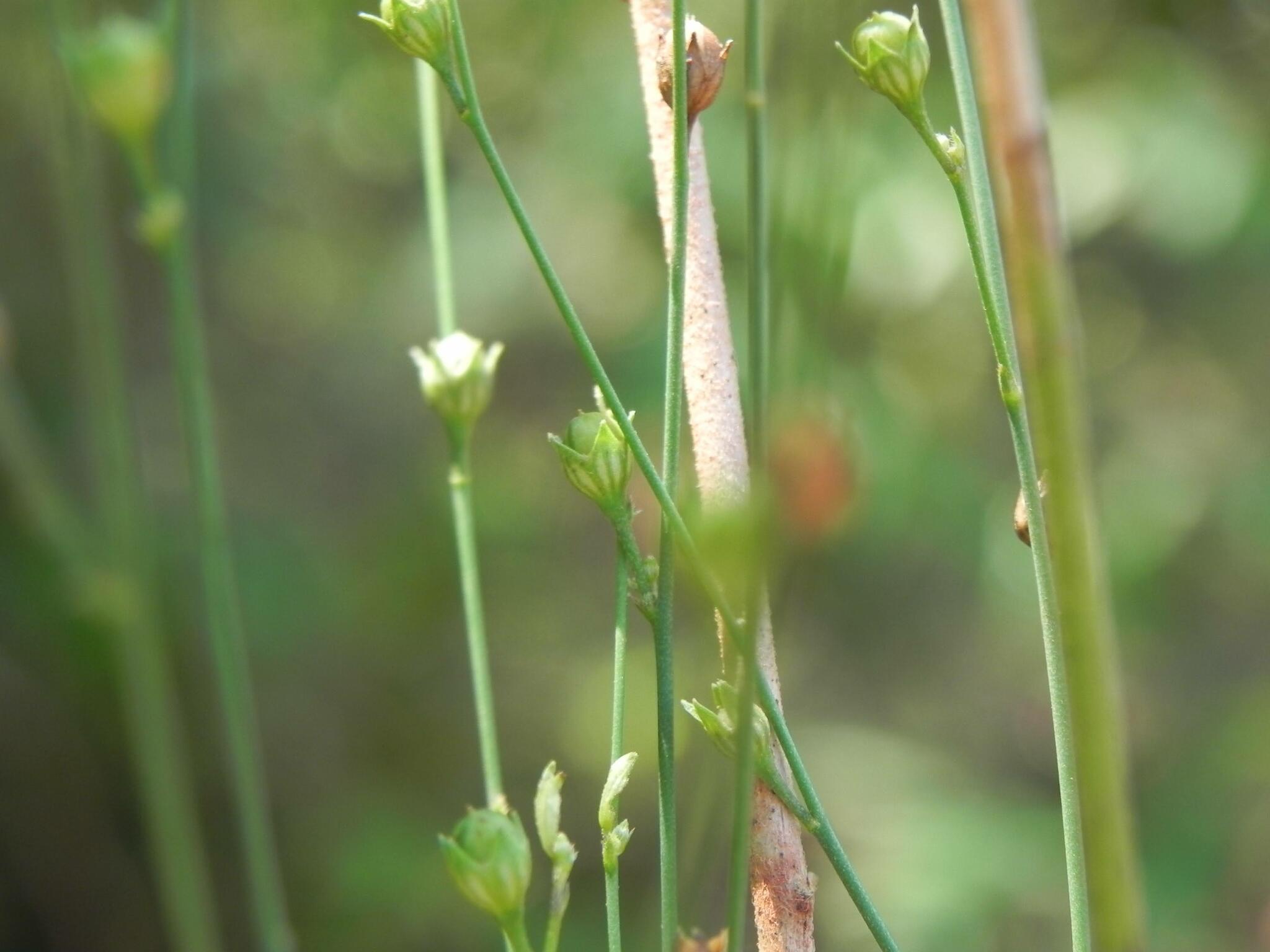 Schwenckia americana