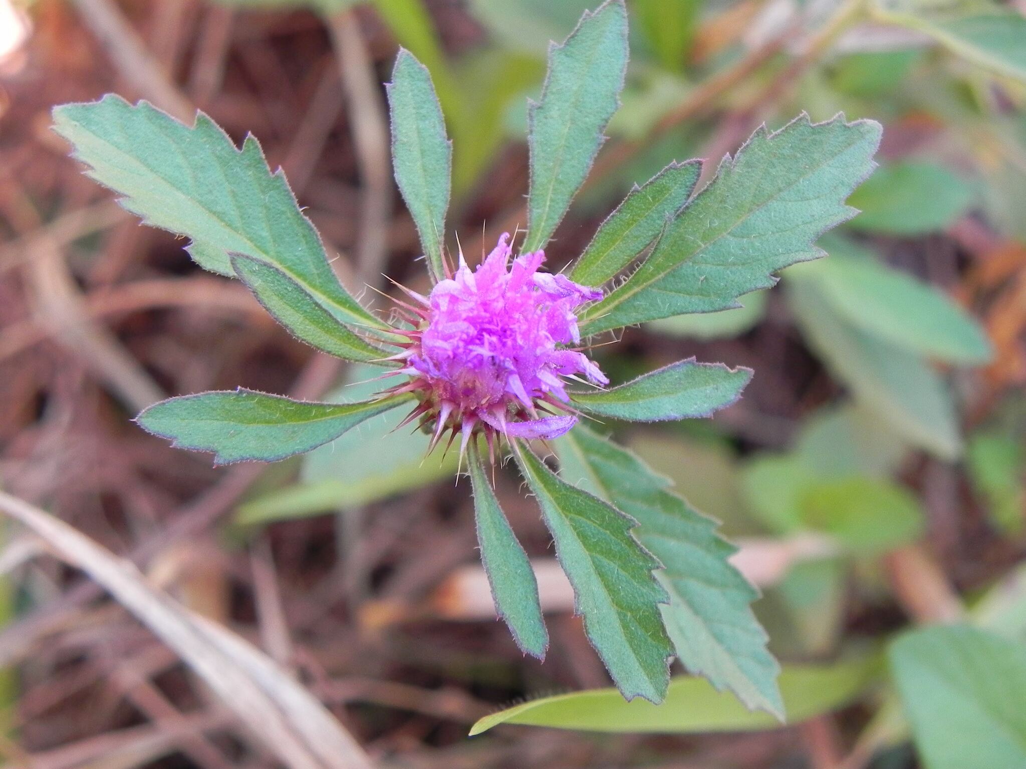 Centratherum punctatum