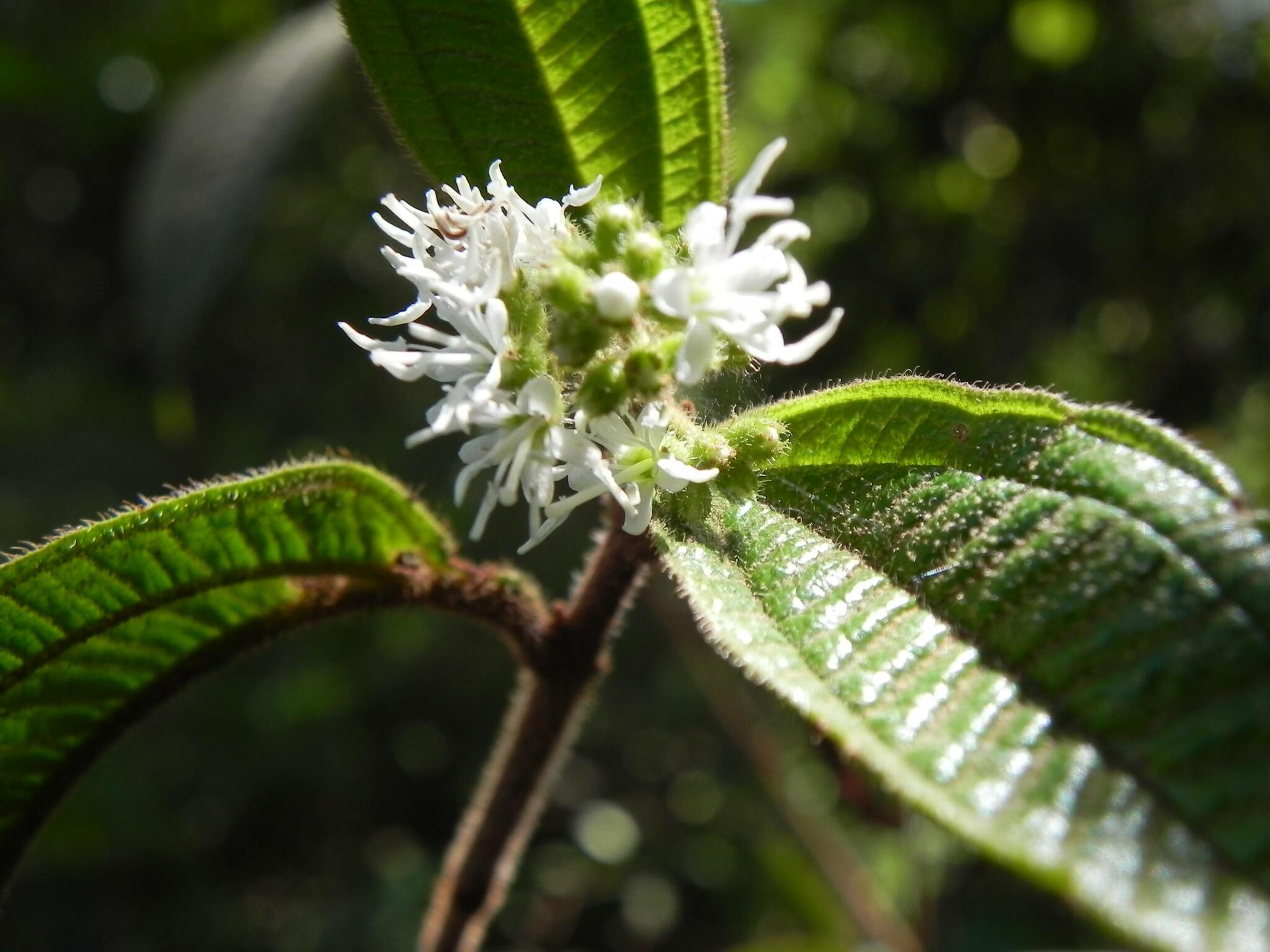 Miconia ibaguensis